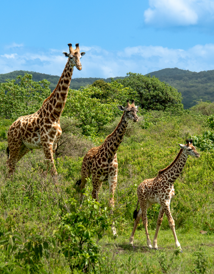 Photographer Leslie Struxness captured this image of a giraffe trio while traveling in Arusha National Park, Tanzania. Struxness&rsquo; photos are on display this month at the Second Story Gallery in Camas.