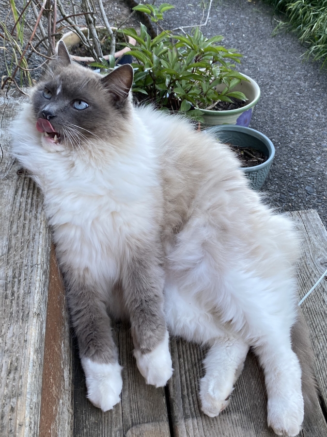 Courtesy of Abbey Crnich
Camas ragdoll Chong was reunited with owners Craig Whitten and Abbey Crnich through a Facebook group the couple started a decade earlier when Chong&rsquo;s brother, Chubs, disappeared.