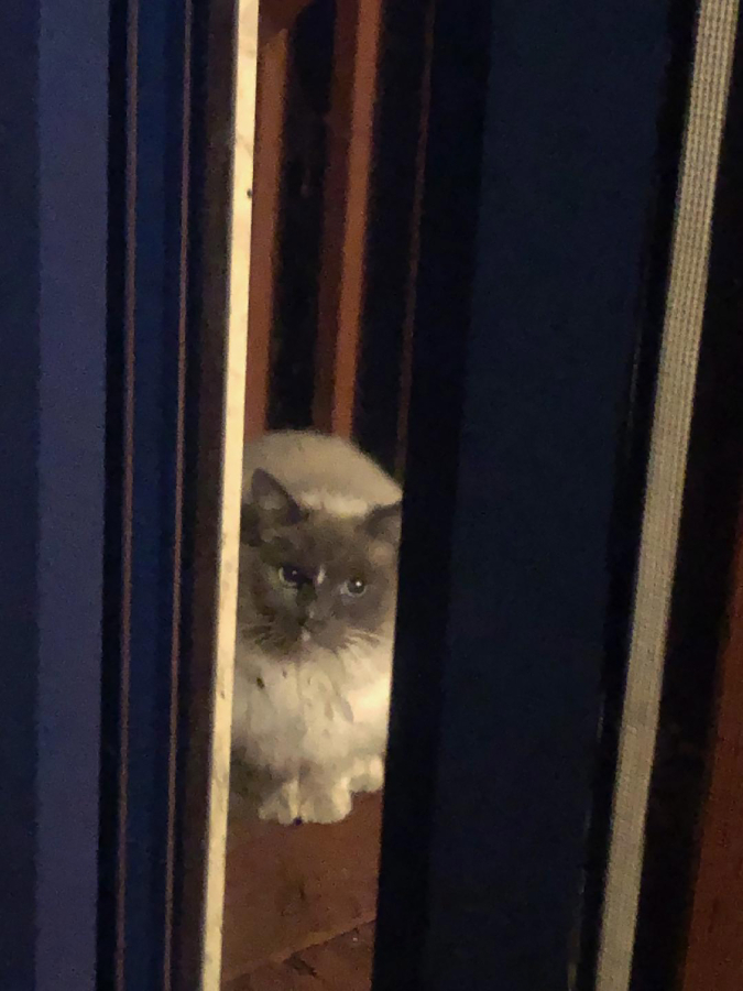 Courtesy of Beth Morris
Beth Morris took this photo of Chong the cat outside her Washougal home Jan. 30, starting a search effort that ended a week later with Chong returning to his Camas home and owners Craig Whitten and Abbey Crnich.