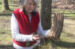 Washougal Ivy League board member Virginia Frederick holds a section of invasive ivy (right hand) and an ivy &ldquo;stump&rdquo; (left hand) in Lower Hathaway Park on Saturday, March 8, 2025. (Doug Flanagan/Post-Record)