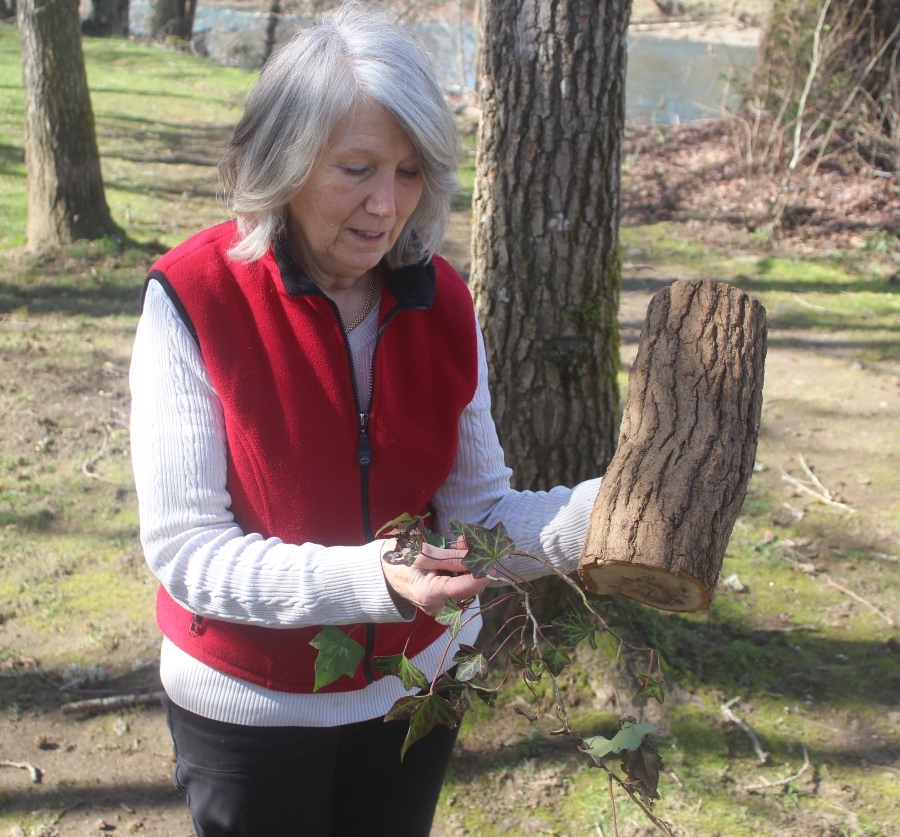 Washougal Ivy League board member Virginia Frederick holds a section of invasive ivy (right hand) and an ivy “stump” (left hand) in Lower Hathaway Park on Saturday, March 8, 2025. (Doug Flanagan/Post-Record)