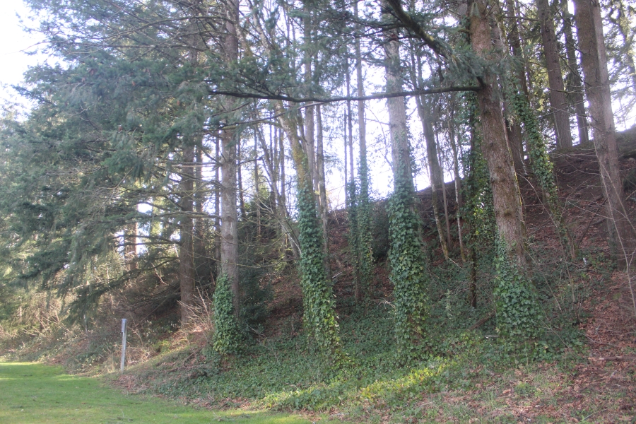 Doug Flanagan/Post-Record
Lower Hathaway Park in Washougal (above) is “infested” with invasive ivy, according to Washougal Ivy League board member Tim Goss.