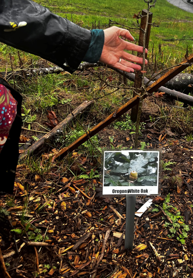 Kelly Moyer/Post-Record
Molly McKay Williams, president of the Camas Earth Day Society, shows a young Oregon white oak growing inside the Prune Hill Elementary School’s outdoor living lab in Camas on March 21.