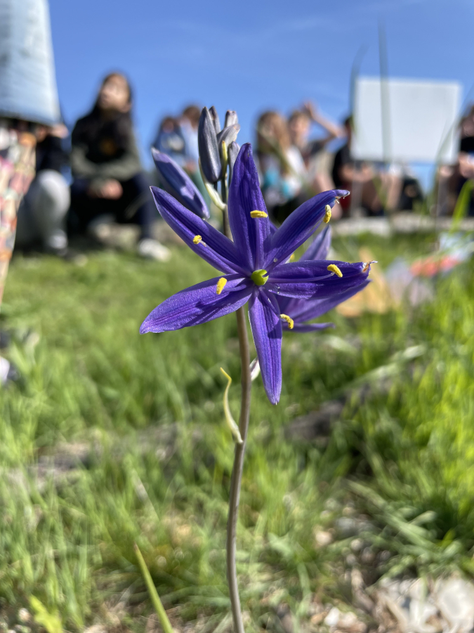 Contributed by Molly McKay Williams
A Camas lily grows at the Prune Hill Elementary School’s outdoor living lab, a project spearheaded by Molly McKay Williams, the mother of a Prune Hill Elementary graduate and president of the Camas Earth Day Society.