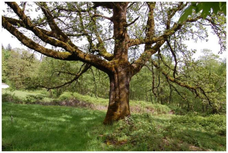 An Oregon white oak tree grows inside the Washougal White Oaks Natural Area, located 3 miles east of Washougal.