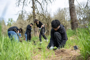 Fort Vancouver High School junior Carlos Lopez plants a yellow monkey flower plant April 9, 2025, at Baz River Front Park in Camas. Students from Hudson’s Bay and Fort Vancouver high schools spent the morning removing invasive species and planting trees and other plants to help restore salmon habitat through Lower Columbia Fish Enhancement Group’s Seeds to Salmon program. At top, a yellow monkey plant sits in a freshly dug hole at Baz River Front Park in Camas on April 9, 2025. (Photos by Taylor Balkom/The Columbian)