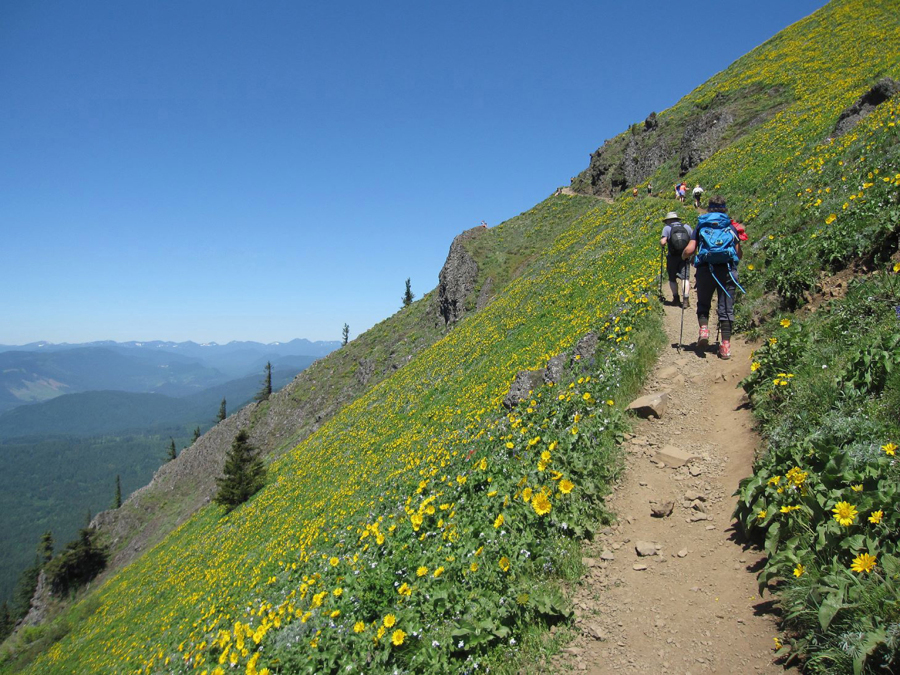 Dog Mountain is a tough hike, but you can see why it’s so very popular in springtime. (Contributed by Friends of the Columbia Gorge)