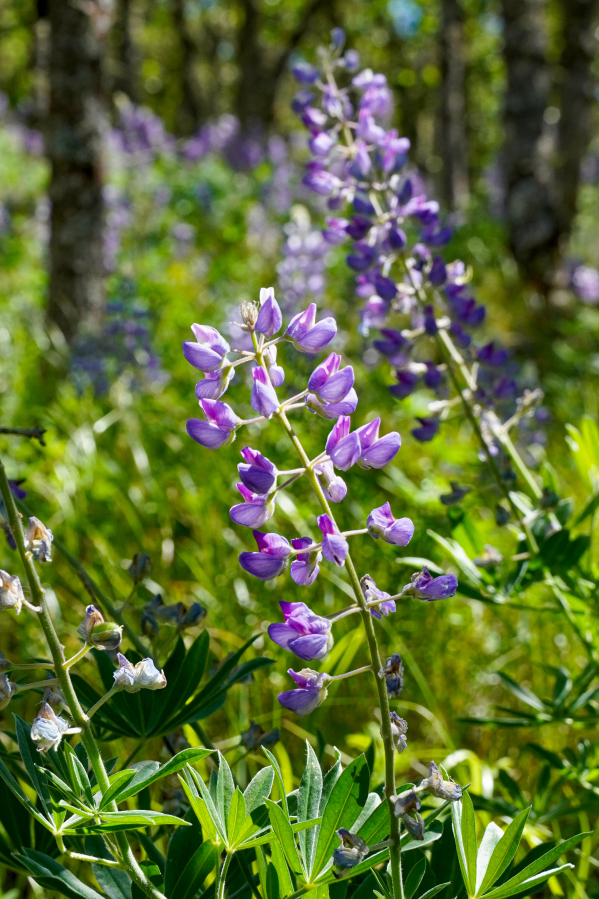 Lupine in bloom in spring 2021 along the Lyle Cherry Orchard trail in the eastern Gorge. (Debbie Asakawa/ Friends of the Columbia Gorge)