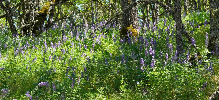 Lupine in bloom in spring 2021 along the Lyle Cherry Orchard trail in the eastern Gorge. (Debbie Asakawa/Friends of the Columbia Gorge)