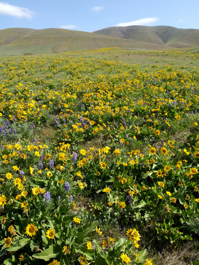 “March and early April are a great time of year for wildflowers in the eastern Gorge,” said Renee Tkach of Friends of the Columbia Gorge. This April view of yellow balsamroot and purple lupine carpeting vast Columbia Hills State Park, the easternmost park in the Gorge, shows why. (Scott Hewitt/The Columbian files)